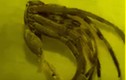 Video: Rùng mình trước “quái vật” khổng lồ 16 chân lông lá