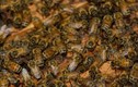 Video: Lỡ tay giết ong, người đàn ông bị 10.000 con quay lại trả thù