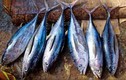 Top 3 loại cá nhiễm nhiều thủy ngân nên hạn chế tiêu thụ
