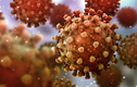 Biến thể JN.1 của virus SARS-CoV-2 tăng nhanh, có đáng lo ngại?