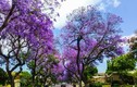 Những loài hoa màu tím ở Đà Lạt níu chân du khách
