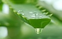 “Thần dược” chữa nhiều bệnh từ nhựa các loại cây