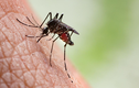 Hạn chế dùng “súng hoá học”, làm cách sau để diệt muỗi an toàn