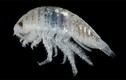 Soi loài bọ biển có biệt danh “cá mập mini” từng hoành hành ở California