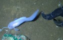 Dò đáy biển, giật mình phát hiện loài “cá ốc ma” thọ nhất hành tinh