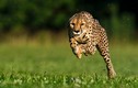 9 động vật có tốc độ nhanh nhất hành tinh: Báo không phải số 1! 