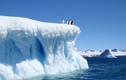 Bất ngờ phát hiện sự sống kỳ ảo dưới thềm băng dày ở Nam Cực