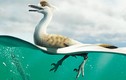 Phát hiện khủng long kỷ Phấn trắng: Trông hệt chim cánh cụt lai ngỗng?