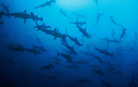 Kinh ngạc “nghĩa địa cá mập” ẩn náu dưới Ấn Độ Dương