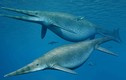 Kinh ngạc hoá thạch hoàn chỉnh hiếm có của loài ngư long