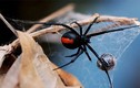 11 loài nhện nguy hiểm nhất hành tinh, chớ dại động vào (1)