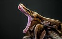 Top loài rắn có kích thước “khủng” nhất hành tinh: Có loài như... khủng long 