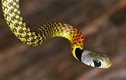 Top 10 loài rắn nguy hiểm nhất hành tinh, chớ dại động vào