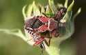 Tròn mắt kinh ngạc 7 sát thủ nguy hiểm nhất thế giới côn trùng