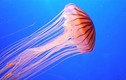 10 sự thật thú vị về loài sứa sẽ khiến bạn kinh ngạc