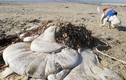"Túi thịt khổng lồ” trôi dạt vào bờ biển, chuyên gia giải mã sốc 