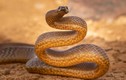 7 loài rắn sát thủ đáng sợ nhất hành tinh, chớ dại đến gần 