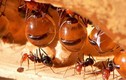 Cận cảnh loài kiến có bụng căng phồng như hũ mật