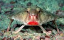 Kỳ thú loài cá có đôi môi đỏ rực, gợi cảm nhất hành tinh 