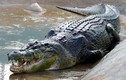 Tận mục 5 con cá sấu vừa khổng lồ vừa sống thọ nhất hành tinh 
