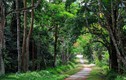 Khám phá 8 khu rừng nguyên sinh nổi tiếng nhất Việt Nam