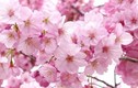 Điều đặc biệt về loài hoa “chứng nhân lịch sử” ở Nhật Bản