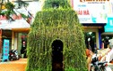 Ngôi nhà cây dị, độc đáo sừng sững "mọc" trên phố Hà Nội