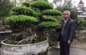 Mãn nhãn vườn cây tiền tỷ của lão nông Hà Nội