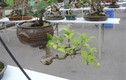 Đã mắt với loạt bonsai mini siêu đẹp ở Hà Nội