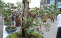 Bonsai ăn quả siêu độc lạ hút mắt dân Hà Nội 