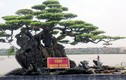 Dàn cây sanh trăm tuổi khoe dáng độc khiến dân Hà Nội phát cuồng