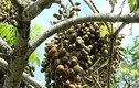 Mắt tròn mắt dẹt với cây siêu trái hiếm có ở Việt Nam 