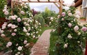 Ngắm vườn hồng đẹp như cổ tích của mẹ Việt ở Hungary 