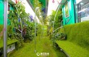 Ngắm tàu điện ngầm phủ cây xanh mát mắt ở Trung Quốc