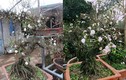 Ngắm vườn mai trắng bạc tỷ siêu đẹp ở Hà Nội