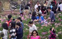 Vườn đào Nhật Tân hốt bạc dịp cận Tết Nguyên đán