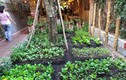 Vườn rau sạch trong quán ăn Mười Khó của Trường Giang 