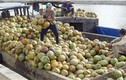Hình ảnh choáng ngợp thủ phủ dừa lớn nhất nước  