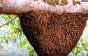 Thót tim cảnh lấy mật ong rừng trên ngọn cây cao chót vót