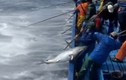 Cận cảnh câu cá ngừ đại dương siêu "khủng" ở Trường Sa