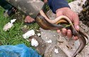 Độc đáo nghề đặt ống săn lươn đồng kiếm tiền triệu dễ như chơi