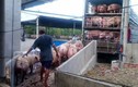 Toàn cảnh thịt lợn rớt giá kỷ lục khiến nông dân điêu đứng