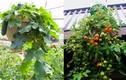 Những loại cây quả, rau màu thích hợp trồng giỏ treo trong nhà
