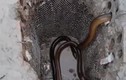 Học cách bẫy lươn đồng bằng giỏ xe đạp độc nhất từng thấy