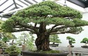 Mãn nhãn cây bonsai 391 năm tuổi khiến người xem sửng sốt