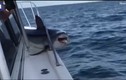 Cá mập khổng lồ “dở hơi” nhảy lên tàu rồi quằn quại