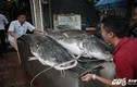 Nhà hàng HN xẻ thịt cá lăng cực hiếm 100 kg, bán giá 2 triệu/kg 
