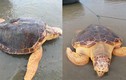 Ngư dân Quảng Trị bắt được rùa vàng quý hiếm nặng 50kg