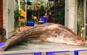 Xem cá leo “khủng” dài gần 2m ở Hà Nội