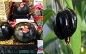 Những giống quả màu đen tuyền độc lạ giá "cắt cổ"